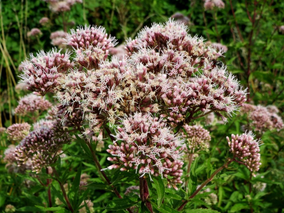 20140724Eupatorium_cannabinum1