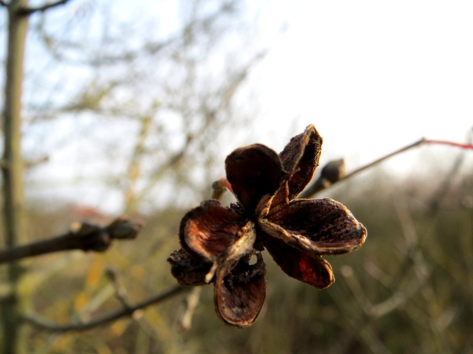20140130Pfaffenhuetchen1