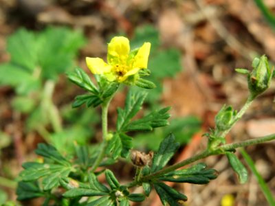 20140722Potentilla_argentea