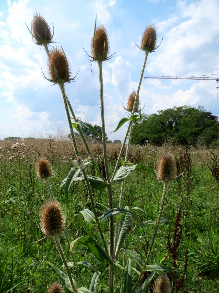 20140724Dipsacus_fullonum1