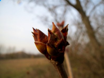 20140130Flieder_Reilingen6