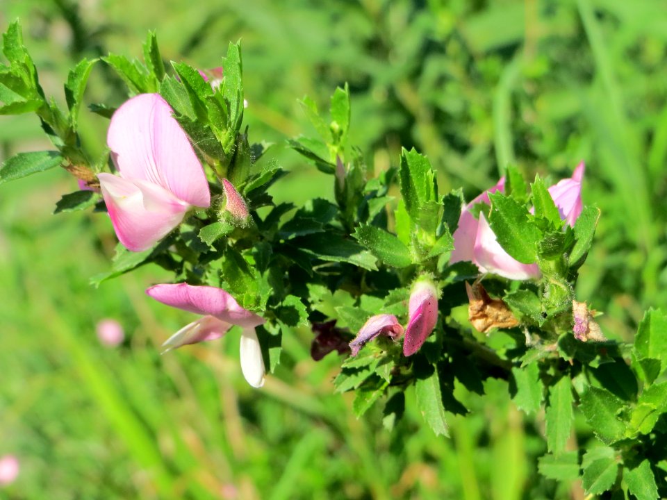 20140723Ononis_repens
