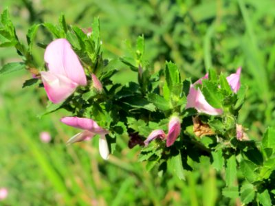 20140723Ononis_repens