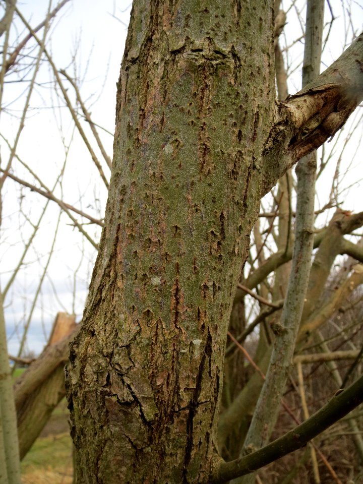 20140207Salix_caprea3