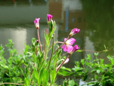 20140716Epilobium_hirsutum