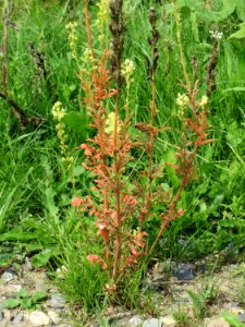 20140724Reseda_lutea2