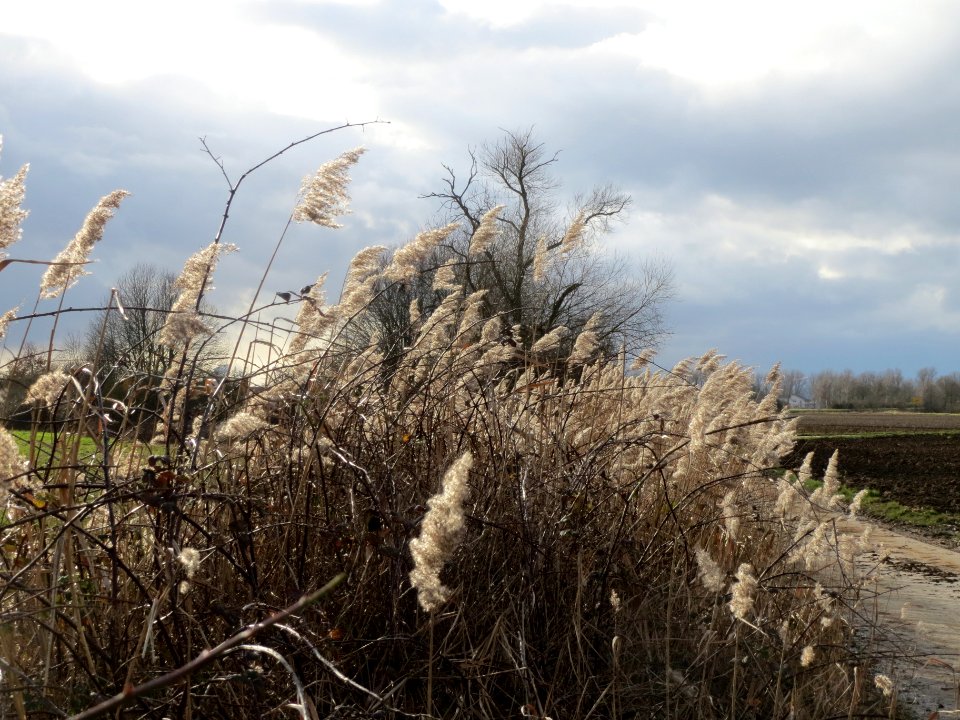 20140209Schilf_Reilingen