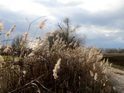 20140209Schilf_Reilingen