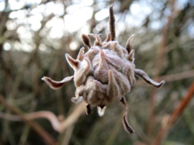 20140129Schneeball1