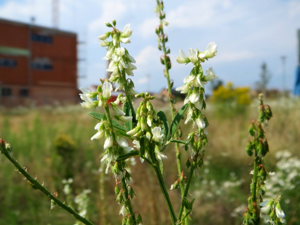 20140725Melilotus_albus1