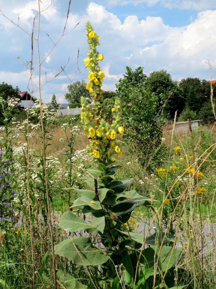 20140724Verbascum_thapsus