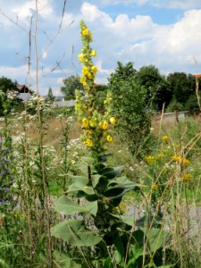 20140724Verbascum_thapsus