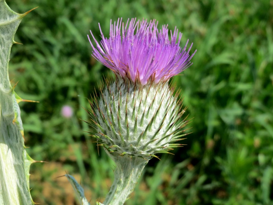 20140725Onopordum_acanthium4