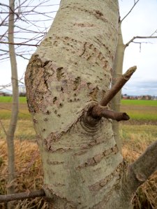 20140207Populus_tremula4
