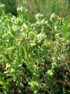 20140725Filago_lutescens2