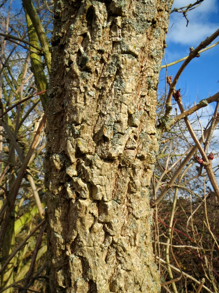 20140209Sambucus_nigra05