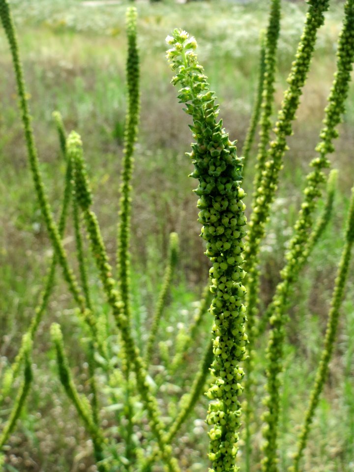 20140725Reseda_luteola4