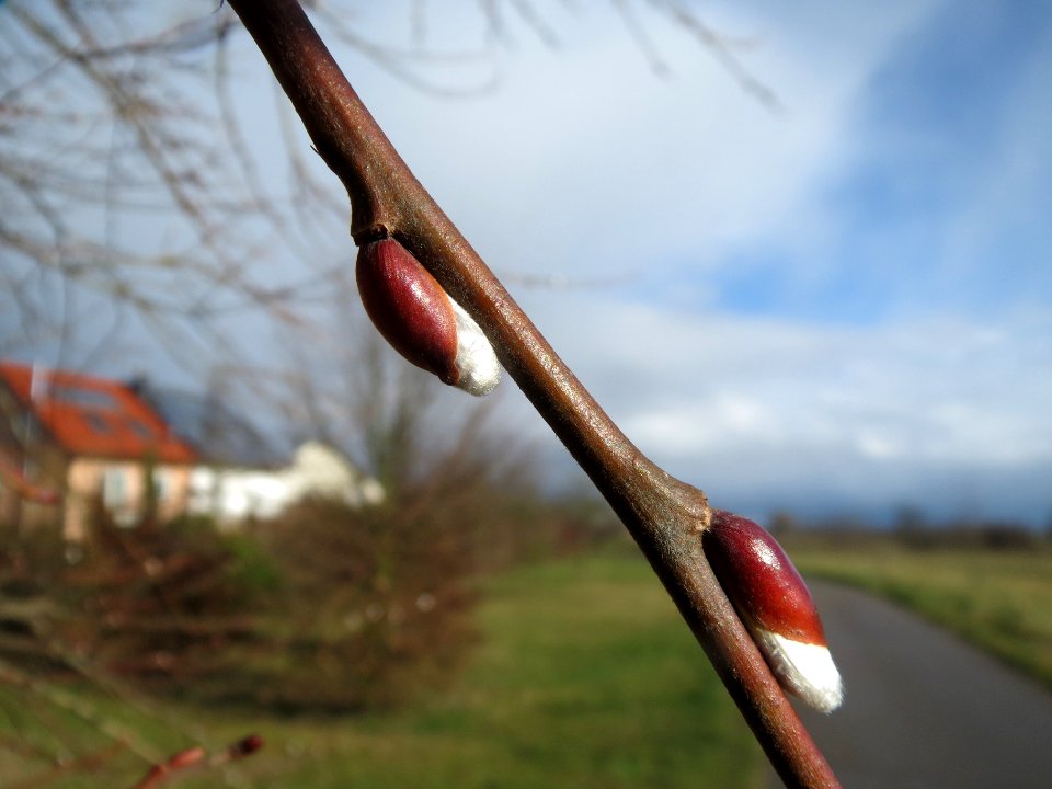 20140209Salix_caprea4