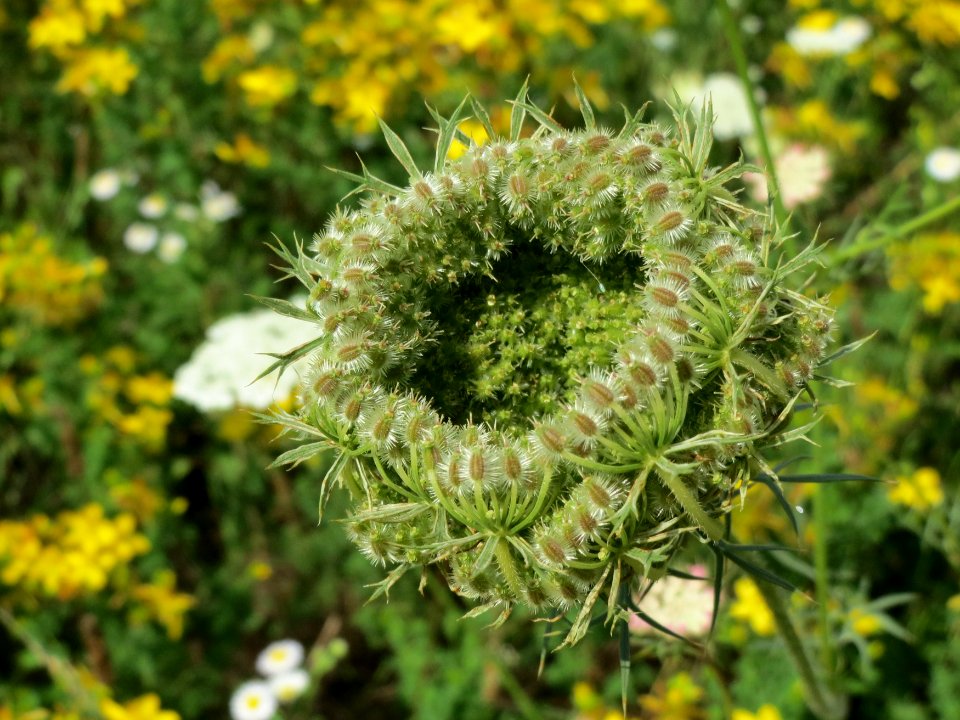 20140725Daucus_carota4