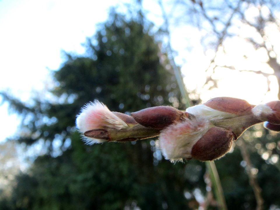 20140209Salix_caprea1