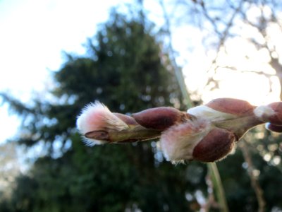 20140209Salix_caprea1