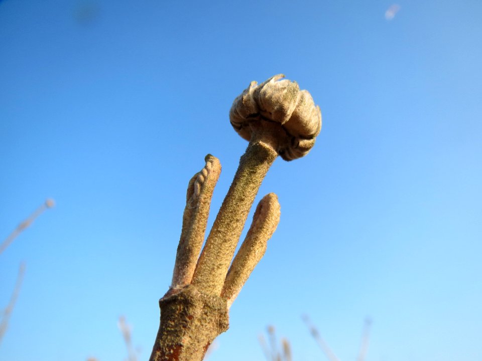 20140131Viburnum_lantana3