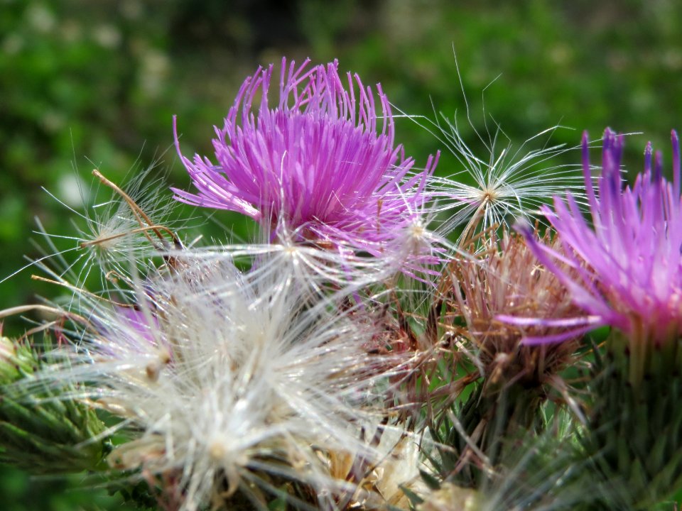 20140725Carduus_acanthoides2