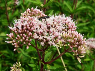 20140724Eupatorium_cannabinum2