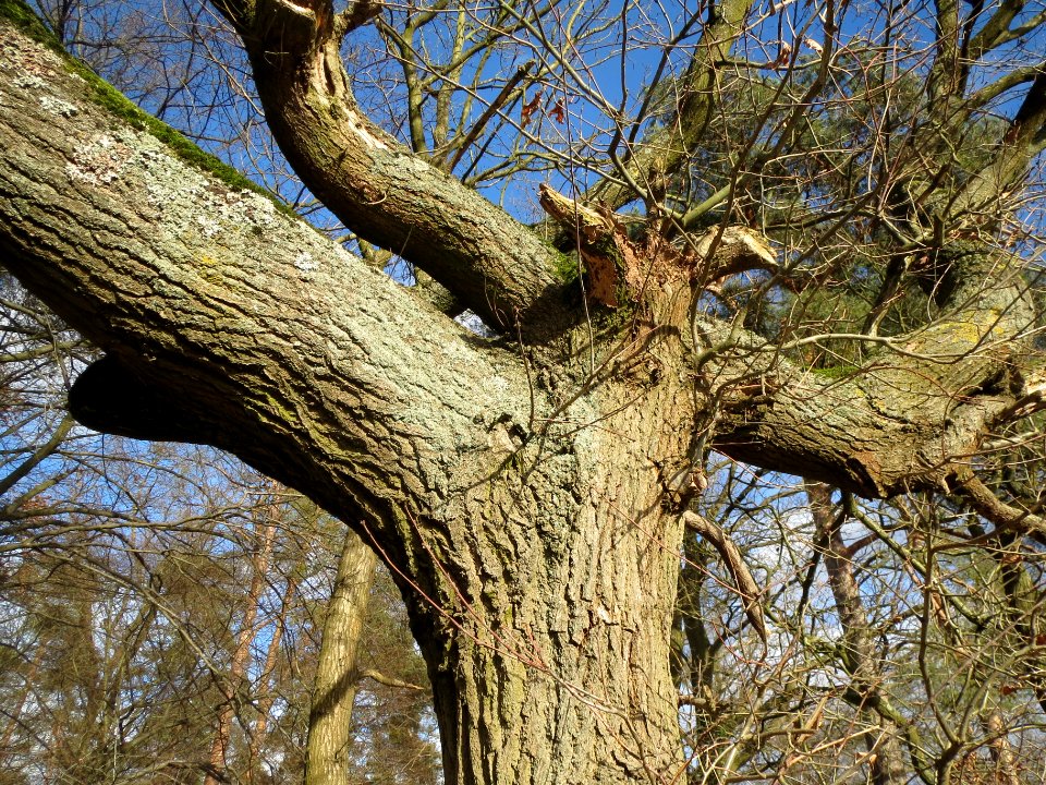 20140209Quercus_robur5