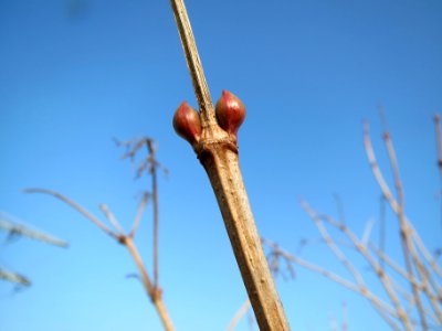 20140131Viburnum_opulus1