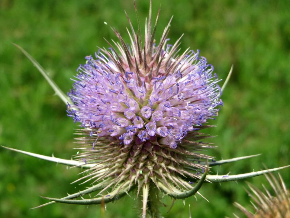 20140724Dipsacus_fullonum5