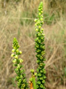 20140725Reseda_luteola2