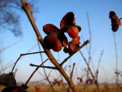 20140131Pfaffenhuetchen6