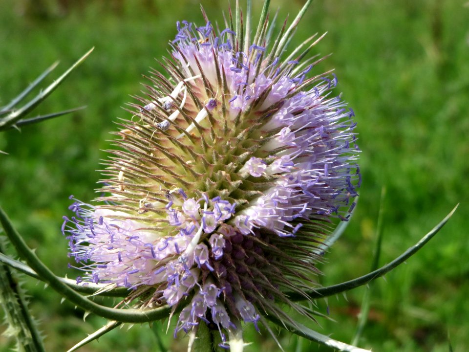 20140724Dipsacus_fullonum3