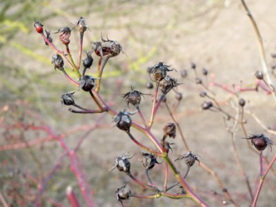 20140130Rosa_multiflora2