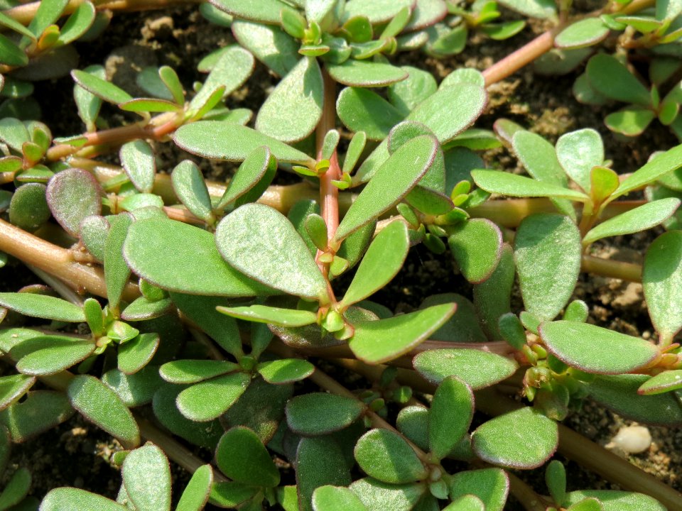 20140725Portulaca_oleracea2