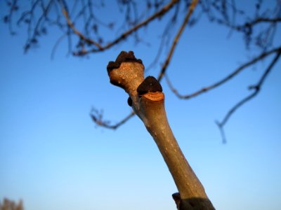 20140131Fraxinus_excelsior3