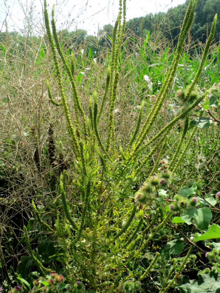 20140724Reseda_luteola03