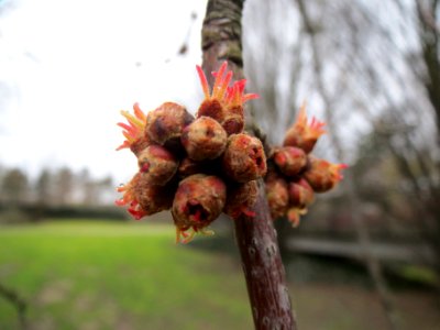 20140208Acer_saccharinum3