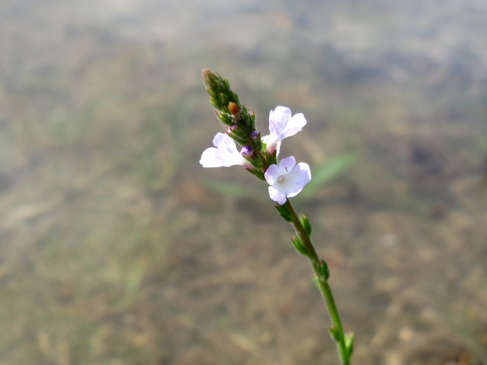20140724Verbena_officinalis