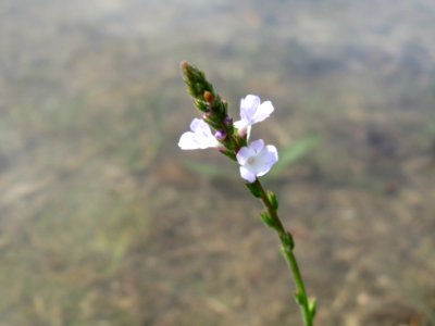 20140724Verbena_officinalis