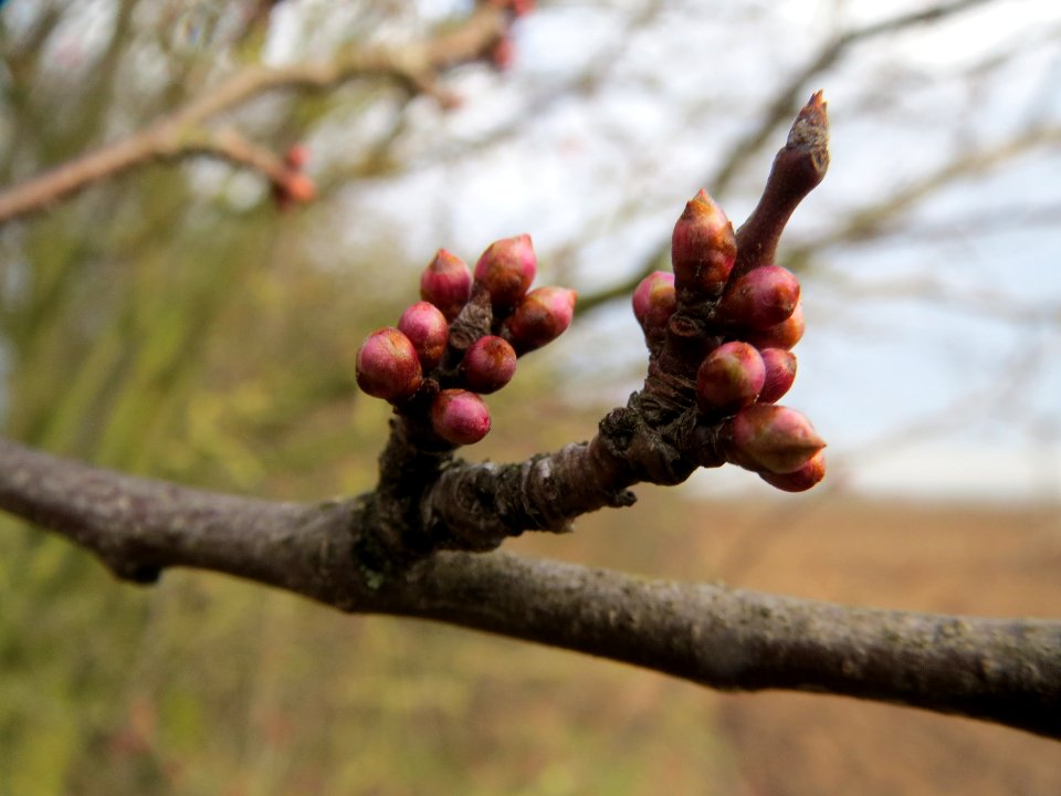 20140204Prunus_cerasifera_Neulussheim2