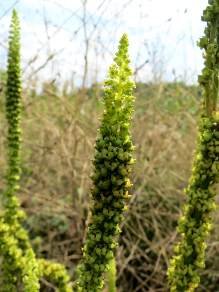 20140724Reseda_luteola12