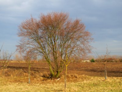 20140204Hainbuche_Neulussheim2