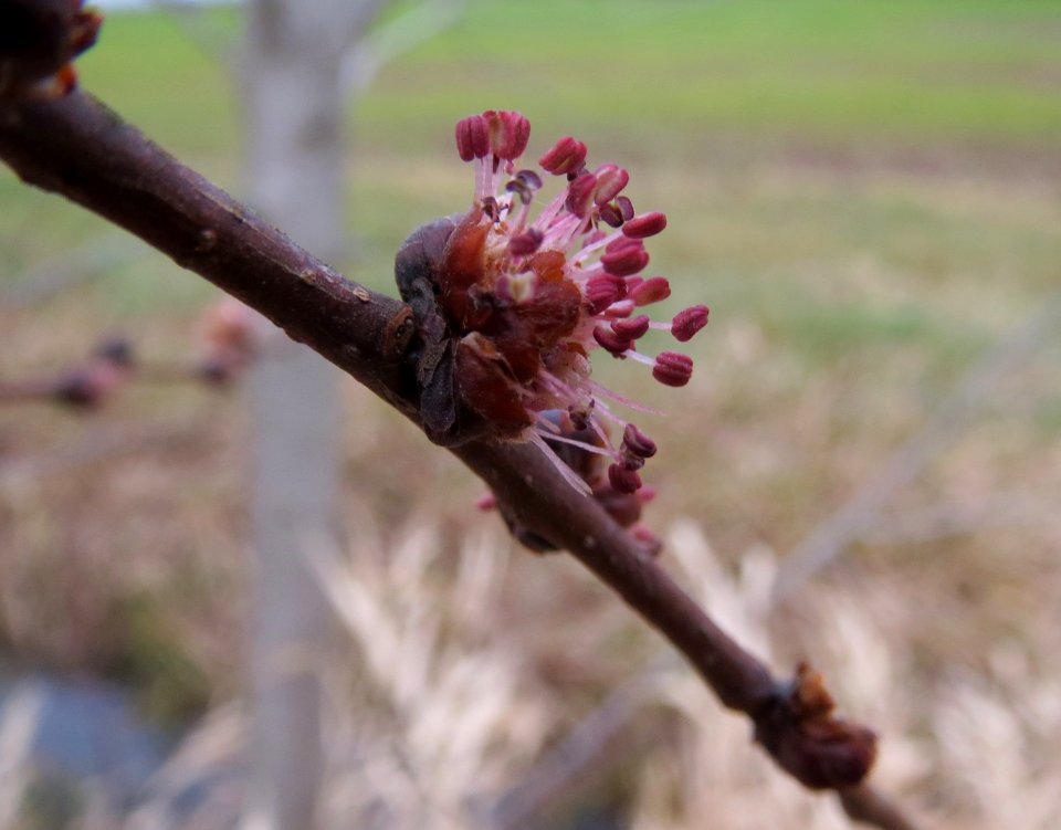 20140214Ulmus_minor4