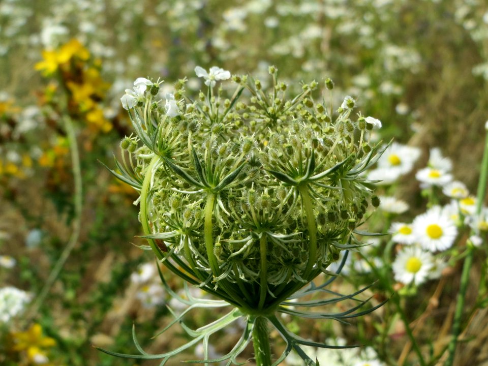 20140725Daucus_carota6