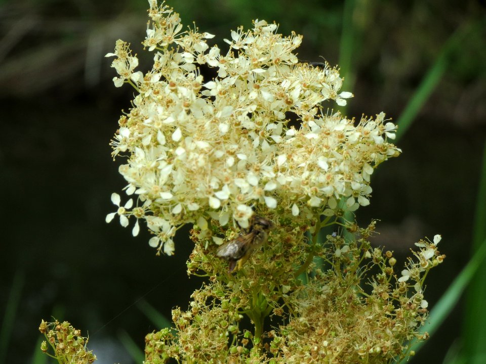 20140615Filipendula_ulmaria2
