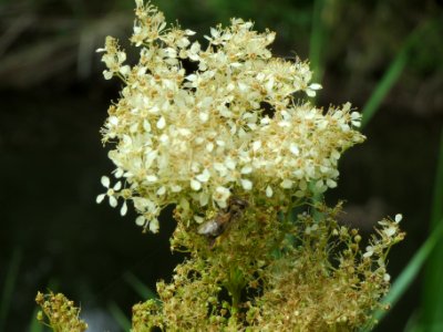 20140615Filipendula_ulmaria2
