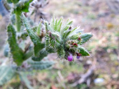 20140206Anchusa_arvensis1