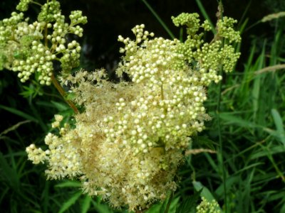 20140615Filipendula_ulmaria1